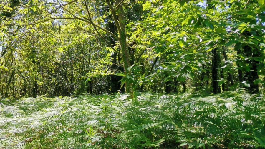 O grupo Proepla deseñará novos modelos de aproveitamento de castaña e resina. Foto: Santi Alvite
