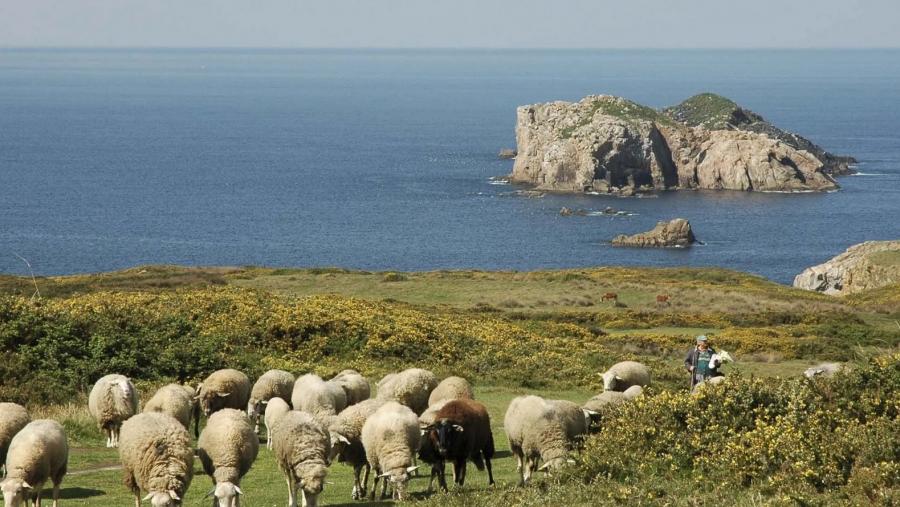 O gando ten un papel importante na configuración da paisaxe. FOTO: Jaime Fagúndez Díaz