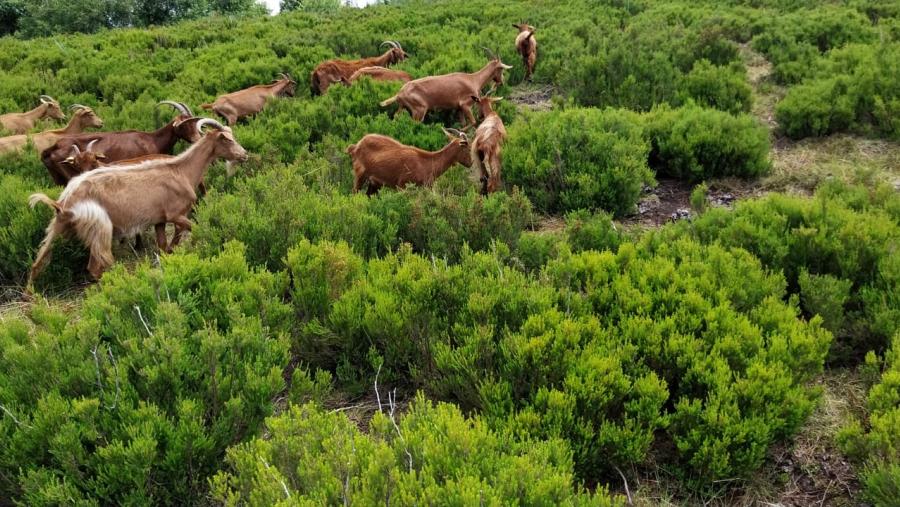 Cabras, nunha parcela da Comunidade de Montes Veciñais en Man Común Carballo de Friol