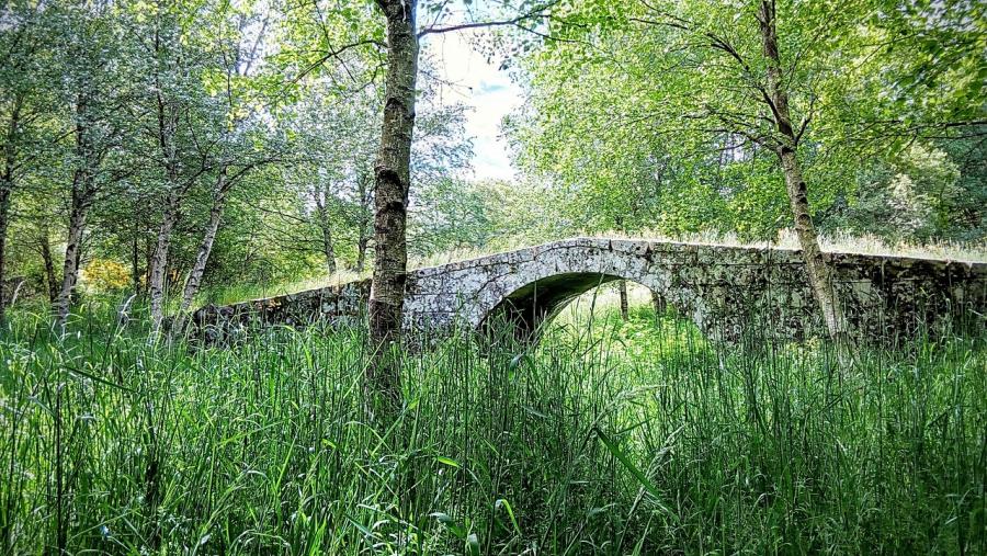 O ‘decaemento do ameneiro’ é unha doenza fúnxica causada por 'Phytophthora alni'