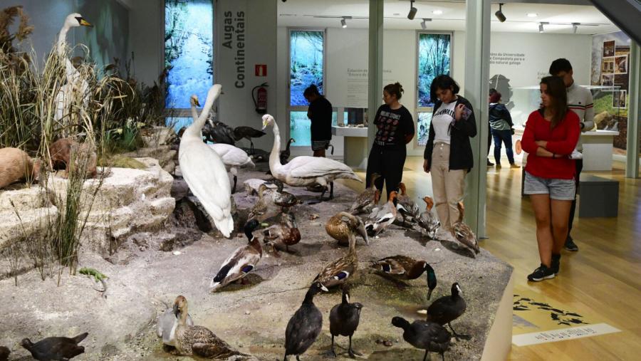 Aves expostas no Museo de Historia Natural da USC. FOTO: Santi Alvite