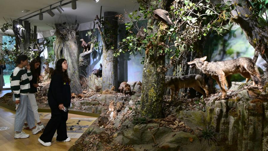 Unha das recreacións do medio natural que se pode visitar no Museo. Foto: Santi Alvite