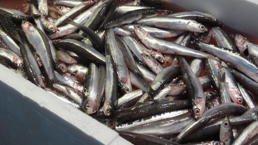 Os prezos da anchoa responderon de forma moi dinámica á crise pesqueira
