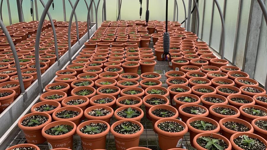 Imaxe dun cultivo de árnica