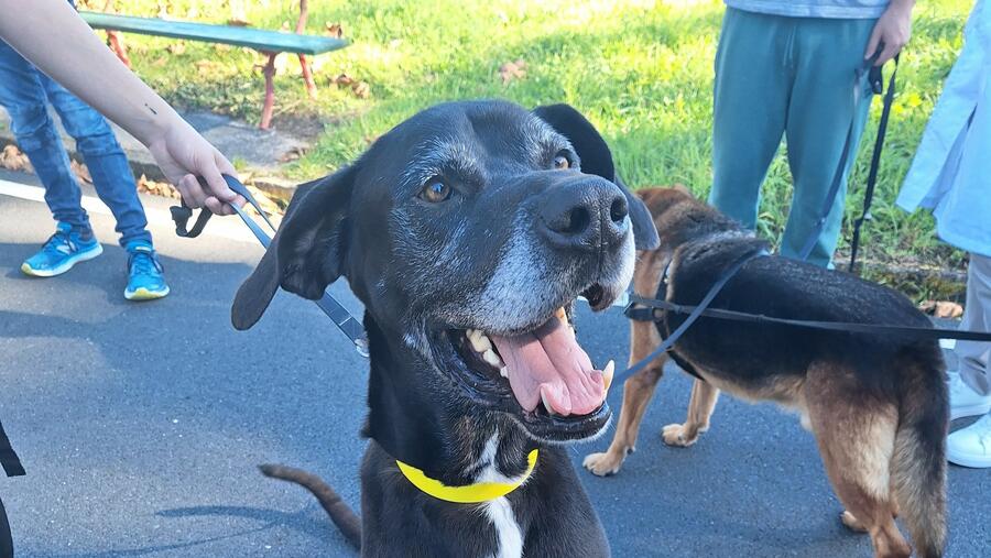 O proxecto reflicte o impacto positivo dos animais en contornos terapéuticos