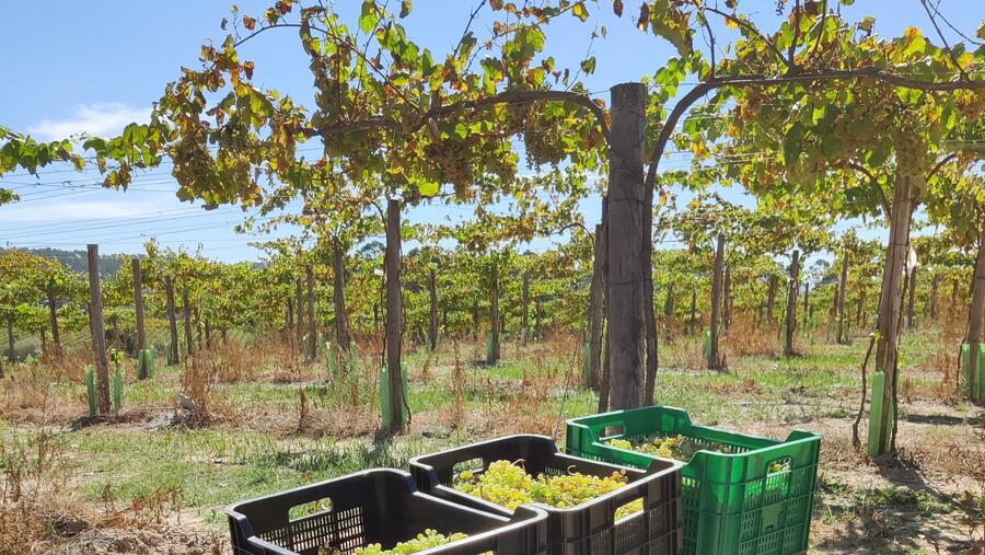 O desprazamento das estacións, os fenómenos extremos, o aumento das temperaturas, e a diminución de precipitacións poñen en risco a produción da vide