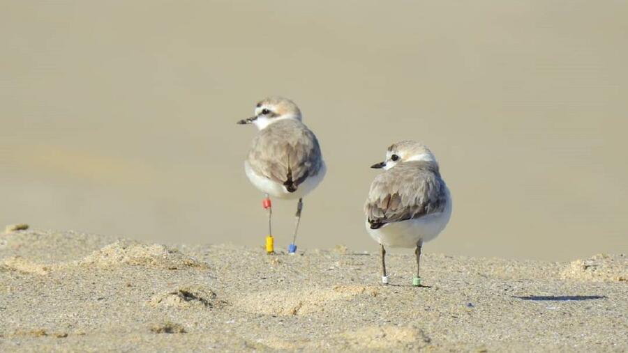 Píllaras das dunas. Foto: José Ramón Castro