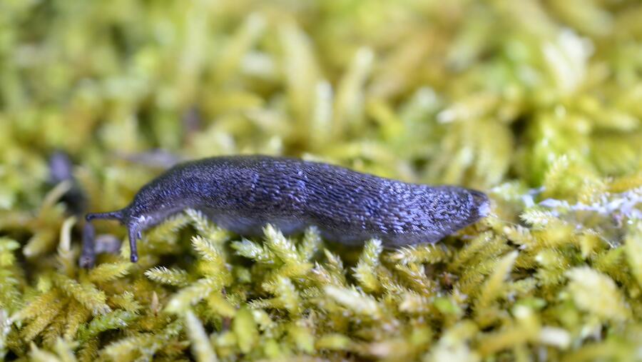 Exemplar de lesma do xénero Arion na Serra da Estrela