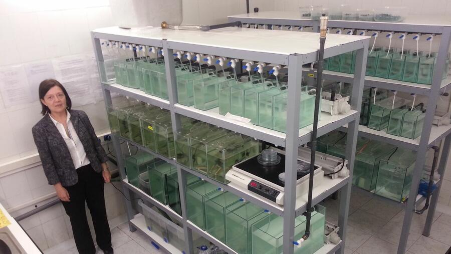 Laura Sánchez Piñon é catedrática de Xenética do Campus Terra da USC