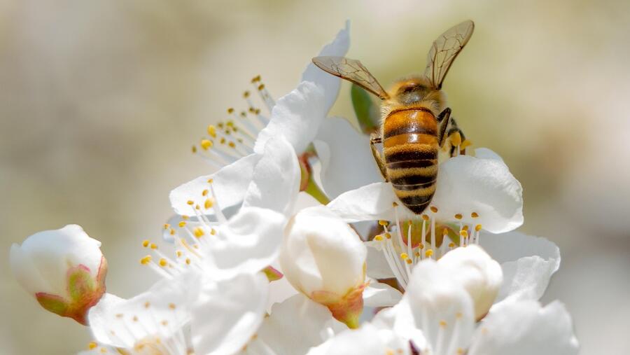 Dende as Nacións Unidas sinálase como os monocultivos, os pesticidas e o cambio climático supoñen problemas para as abellas e, por extensión, para os alimentos cultivados. FOTO: Pixabay