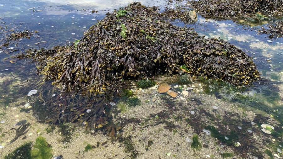 O equipo analizou  un total de 446 mostras recollidas entre 1990 e 2021 en 173 puntos da costa de Galicia. 