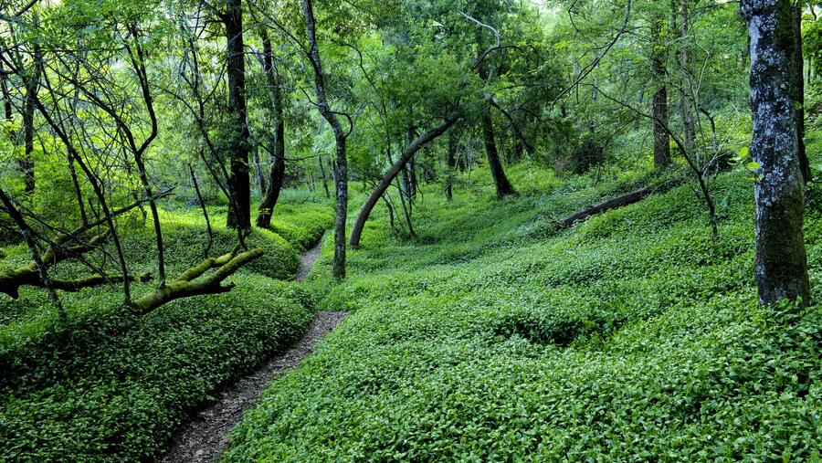Territorios da Rede Natura en Pontevedra. Foto: Mixturando/GDR Terra e Auga