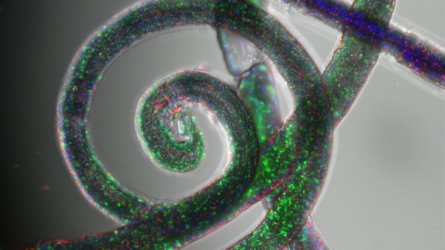 Modelo de fiberoide continuo en hidroxel