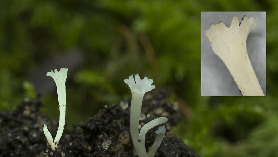 'Ramariopsis coronata'