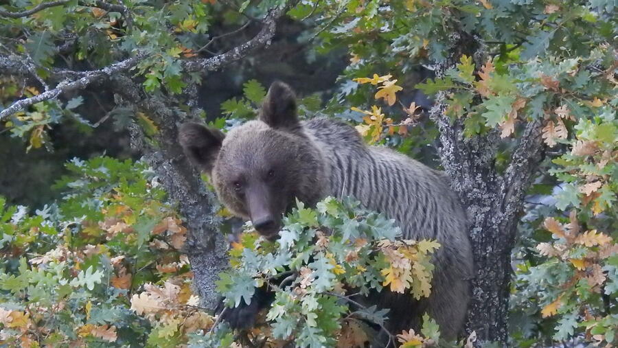 O oso pardo podería ter que intensificar a procura de alimentos de orixe humana