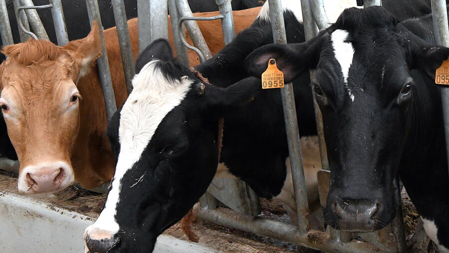 O convenio céntrase nas granxas de gando bovino de leite. FOTO: Santi Alvite