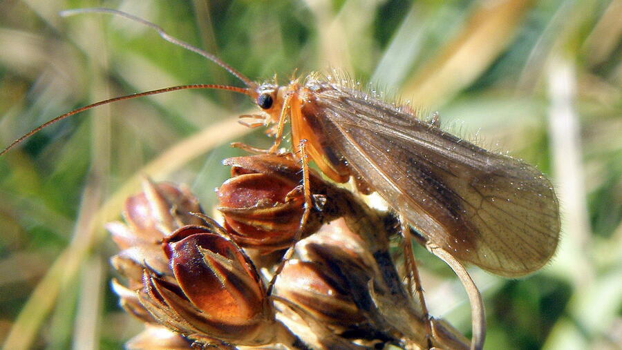 Chaetopteryx atlantica é unha especie de insecto de alta montaña, pertencente a un dos grupos (Tricópteros) incluídos no estudo
