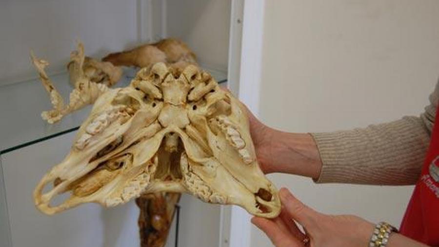 Unha das pezas óseas do museo cun exemplo de malformación por bicefalia