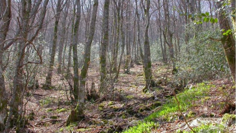 Interior do faial de Fonteformosa, na Serra do Courel, durante a época primaveral