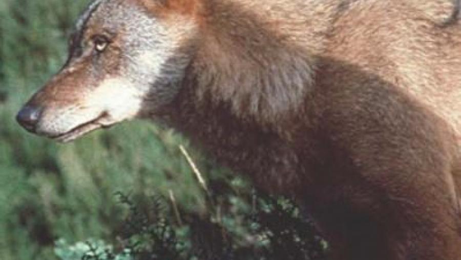 Cartel anunciador do congreso