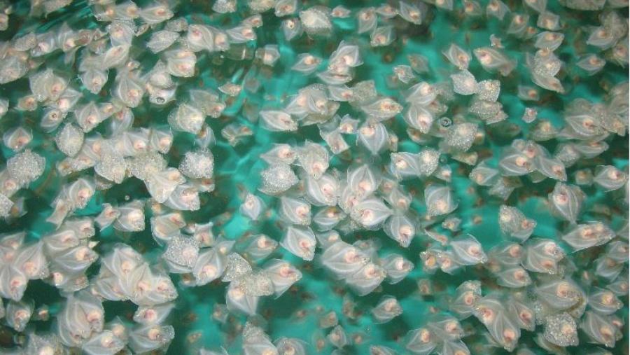 Unha tese da USC propón a adición de probióticos en especies acuícolas para mellorar os rendementos da produción