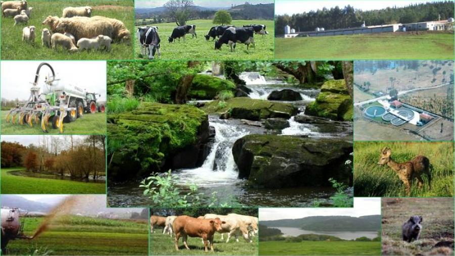 A tese leva por título 'Contribución de los animales domésticos y silvestres a la contaminación de aguas superficiales por Cryptosporidium y Giardia'