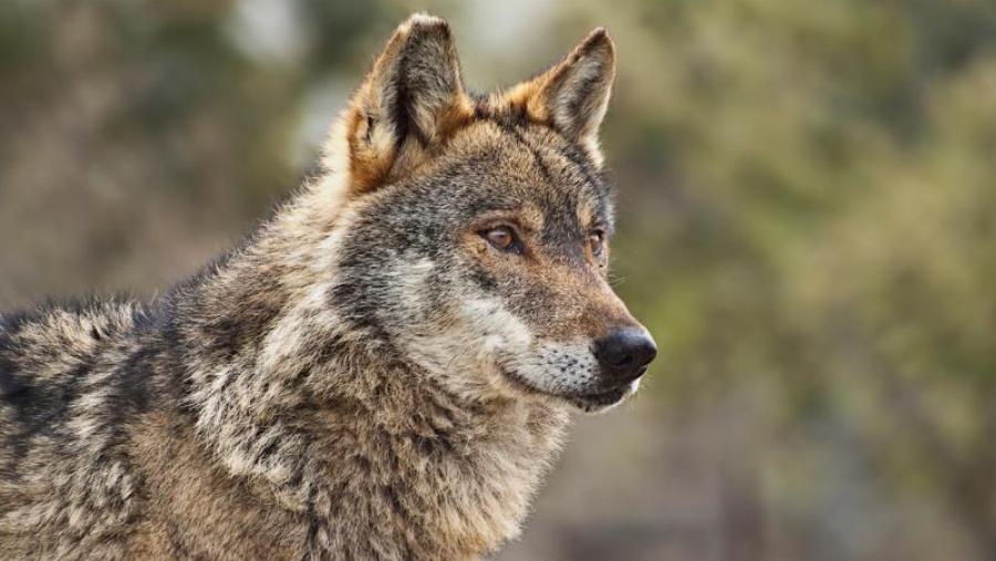 Exemplar de lobo ibérico, cuxa presenza na Península se localiza principalmente na área noroeste