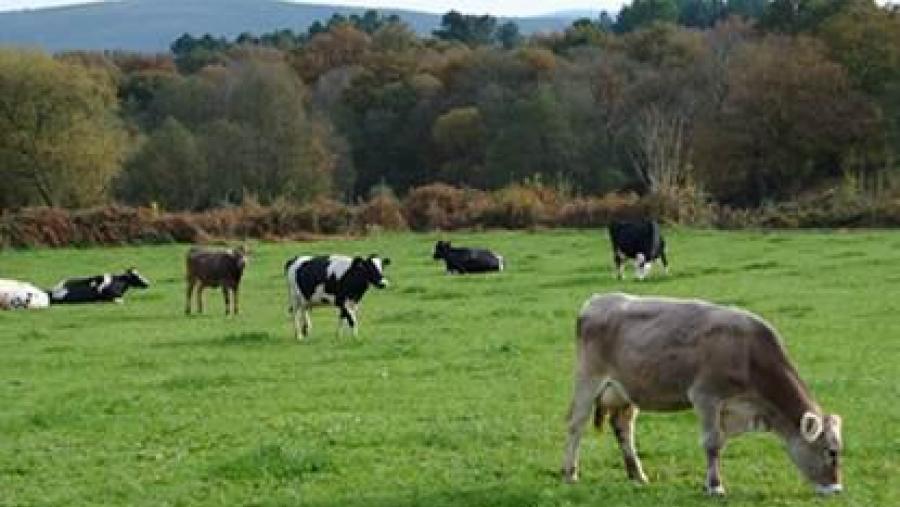 Elaborar queixo en ecolóxico na USC