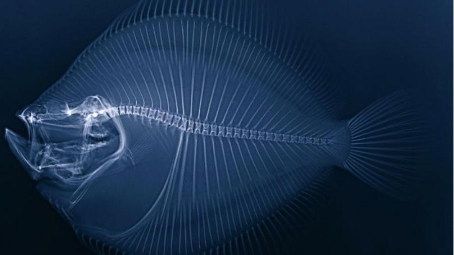 'Rodaballo X' de Jorge Hernández, obra participante na edición 2012/2013 na categoría investigadores Macro-Ciencia