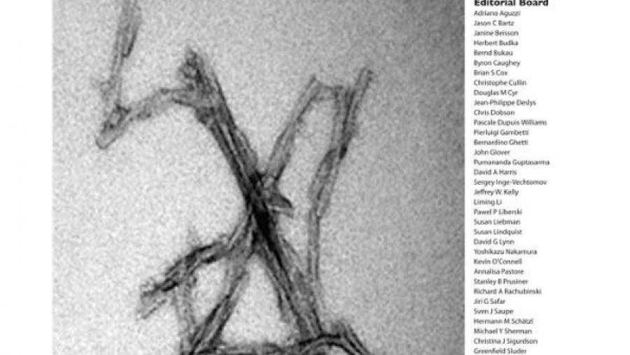 Portada de  coa imaxe do equipo compostelán. Foto: Raquel Antón, do Servizo de Microscopía Electrónica da RIAIDT