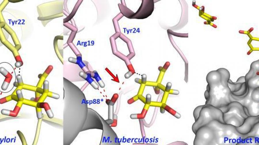 Imaxe da estrutura da enzima