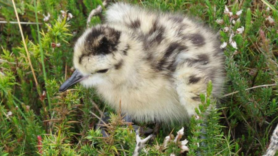 Cría de Mazarico real. Foto: Jesús Domínguez Conde
