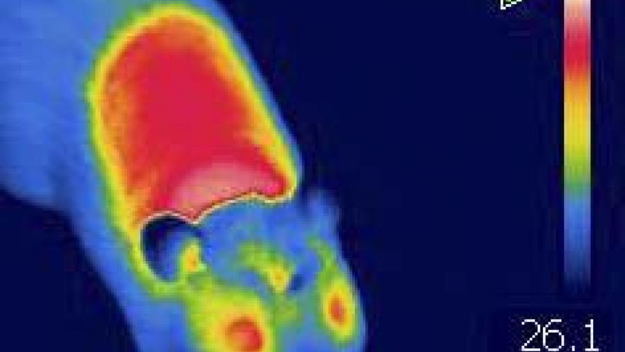 Nos ensaios realizados, comprobaron que a administración de doses mínimas de estradiol foi suficiente para incrementar a temperatura corporal dos animais