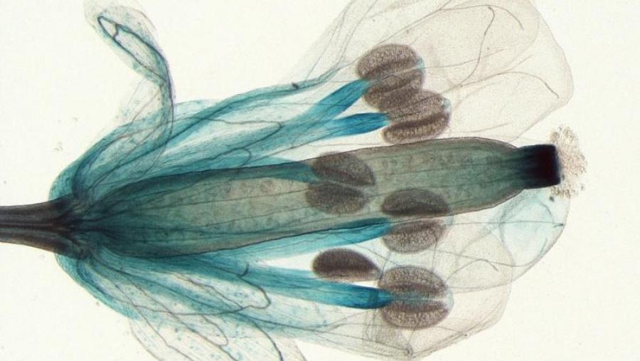 Categoría macro, primeiro premio: Pintando xenes de Javier Sampedro Jiménez (Paredes Celulares de Plantas, Facultade de Bioloxía, Universidade de Santiago de Compostela)