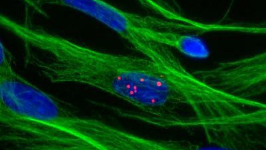 Demostran a eficacia dun novo método de produción de vacinas que evita o uso de virus inactivados