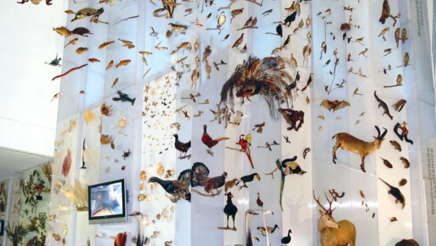 Detalle da sección de biodiversidade coa que se inicia a visita ao Museo