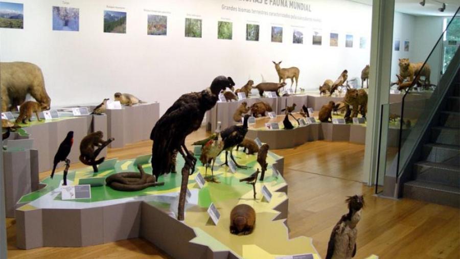 Nace a Asociación de amigos do Museo de Historia Natural