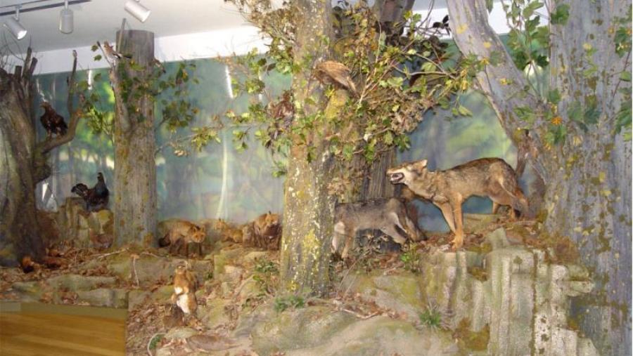 30.000 persoas visitaron o Museo de Historia Natural da USC no seu primeiro ano de existencia