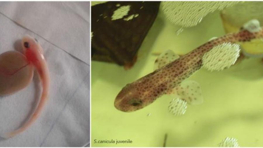 Detalles dun embrión de melgacho e dun exemplar novo