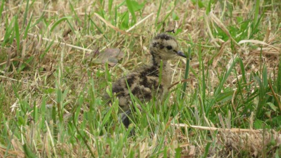 Cría de mazarico real. Foto: Jesús Domínguez Conde