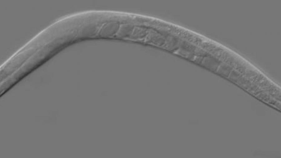 Caenorhabditis elegans