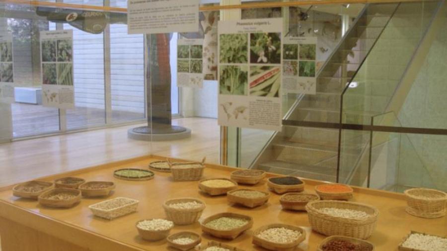 O Museo de Historia Natural celebra cunha mostra e un obradoiro infantil o Ano Internacional dos Legumes 