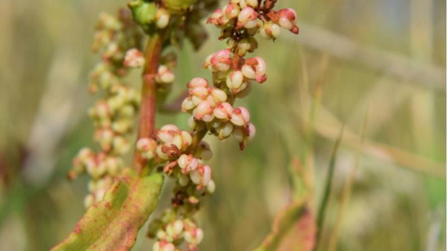Detalle dun exemplar de . Foto: Miguel Serrano
