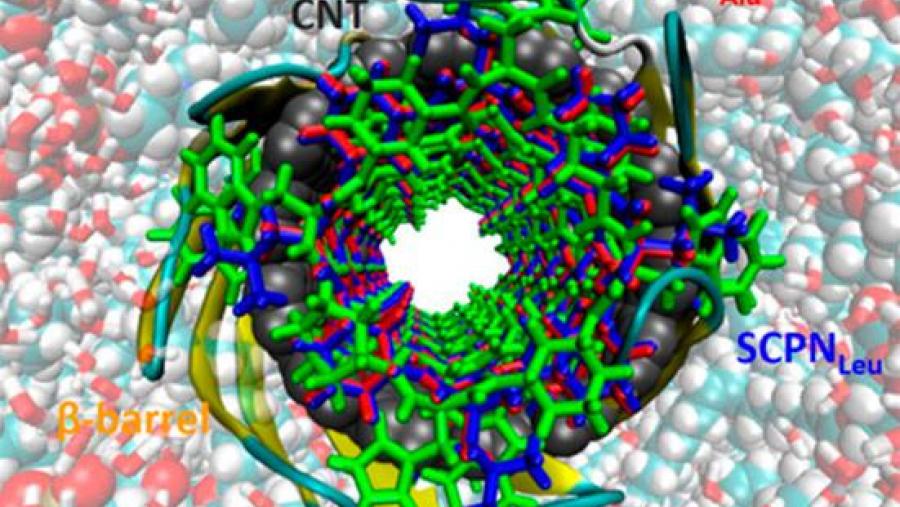 Observan a resposta da membrana celular perante a presenza de nanotubos