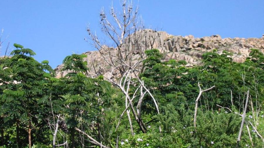 O incendio de 2013 en Monte Pindo incrementou a expansión de especies invasoras. Foto: GESFIRE