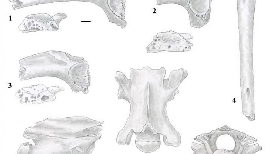 Reprodución de restos de fósiles de anfibios e réptiles identificados en Cova Eirós (Quaternary Science Reviews)
