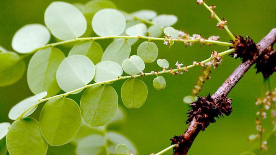Imaxe dun  á beira do río Mazoe, no nordeste de Zimbaue (Foto: Bart Wursten, 'Zimbabwe flora')