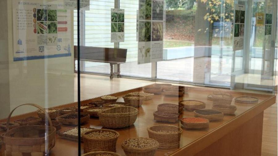 Os legumes centran unha exposición temporal que se pode visitar no Museo, con entrada libre (Foto: Museo de Historia Natural da USC)