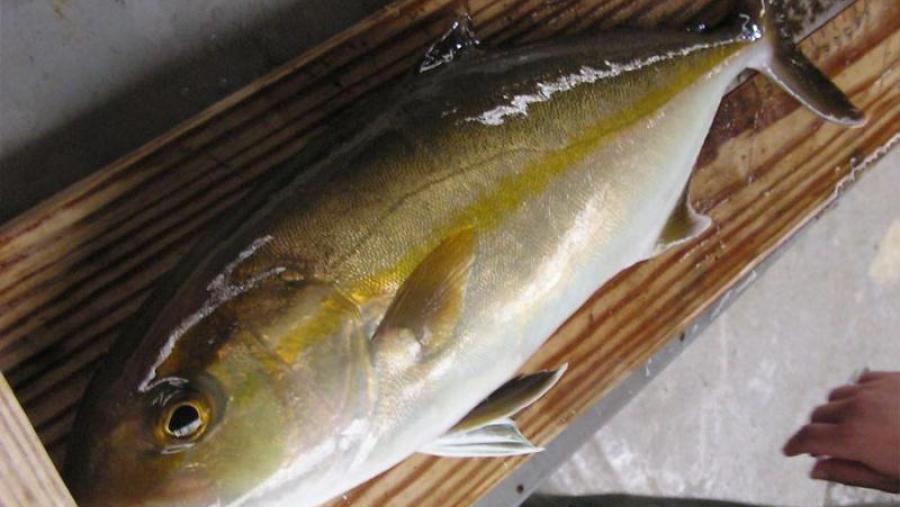 Exemplar reproductor de  nas instalacións do IU-ECOAQUA. Foto: Javier Roo