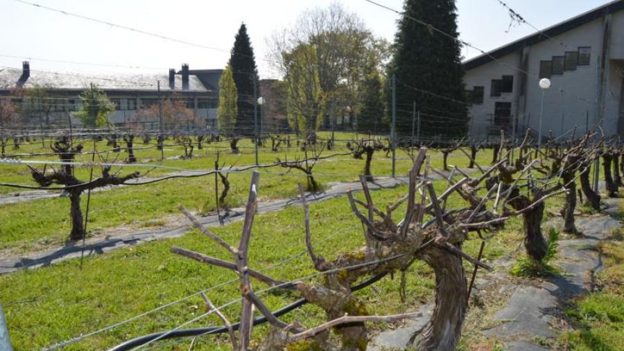 Viñedo situado nas inmediacións da Escola Politécnica Superior de Lugo